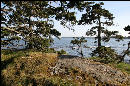 View through the trees at Seawall on Mt. Desert Island