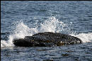 Waves breaking on the rocks at Seawall