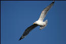Probably the best (and luckiest) picture of a bird in flight I've ever taken