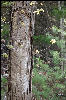 An interesting tree (thanks to Steph for the picture)