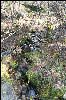  A little stream working it's way to the ocean