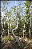 One of the more interesting trees we came across