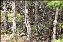 OK, let's play find the bunny!