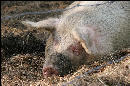 I found this sleeping beauty napping in a pen by the road