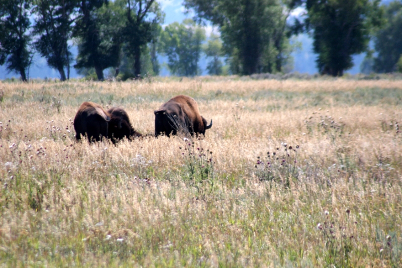 CCR_0105.jpg