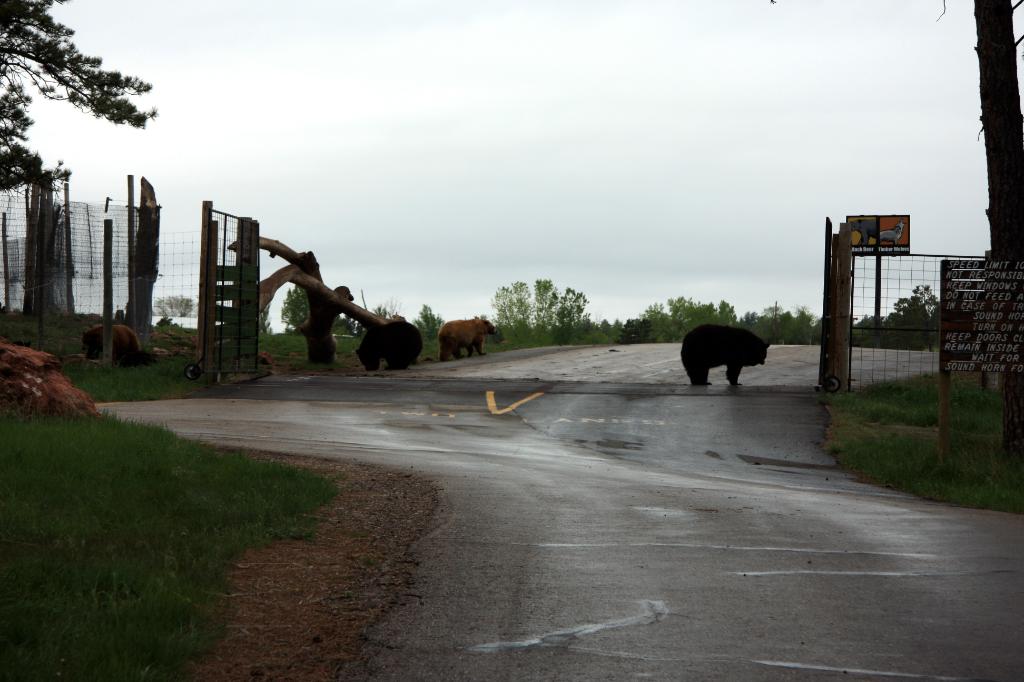 RAP_9296.jpg - Black Bears