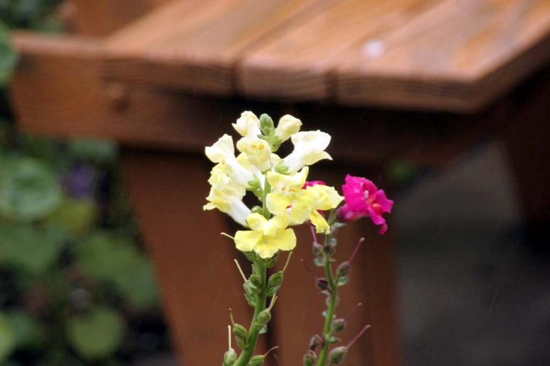 CambriaFlowers.jpg