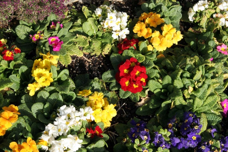 CambriaFlowers2.jpg