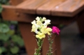 CambriaFlowers