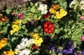 CambriaFlowers2