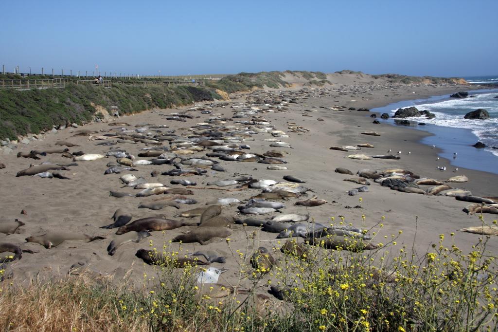 C09_9180.jpg - Elephant Seals near Piedras Blancas