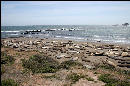 Elephant seals at Piedras Blancas