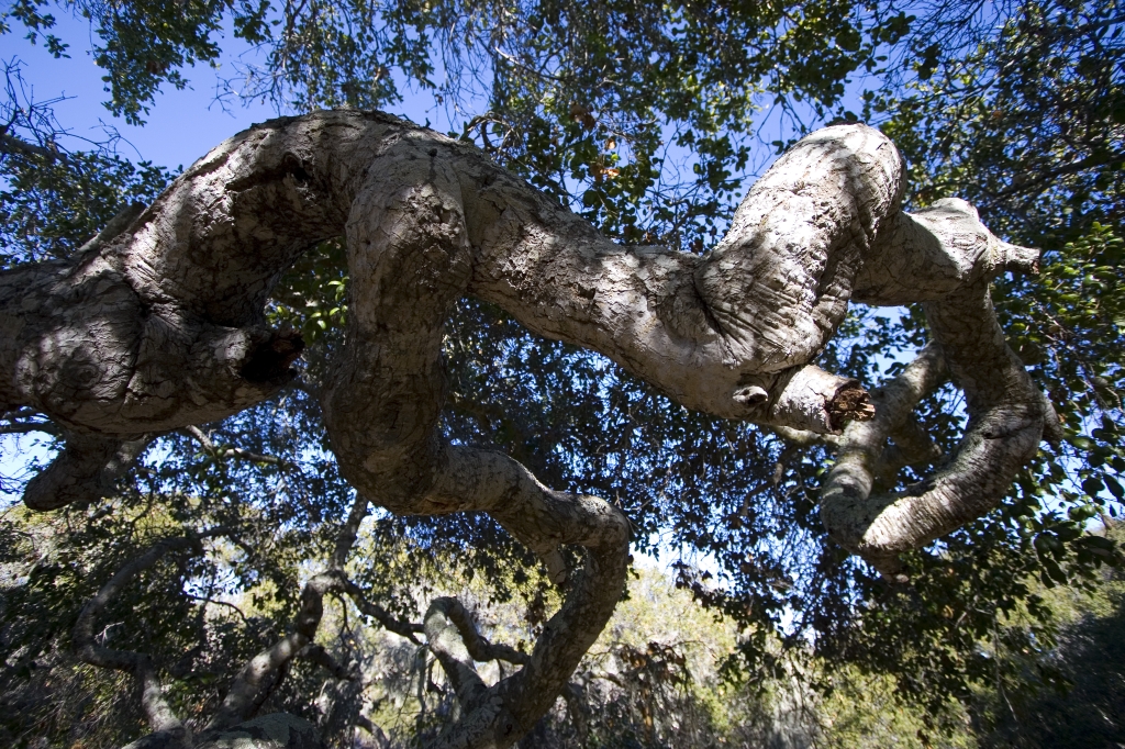CM7_6378.jpg