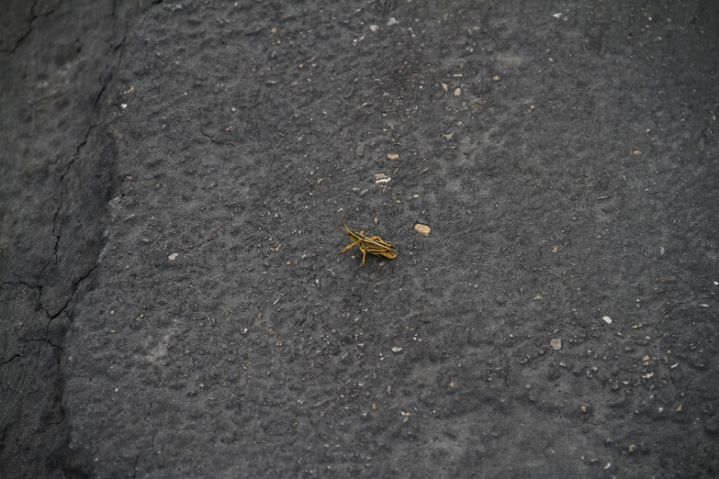 IMG_0731.JPG - ...Yeah, a bug.