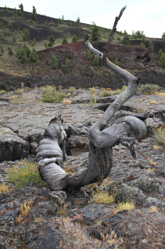 IMG_0743.JPG - Some parts had a really interesting mix of desolate lava fields mixed with scrub, flowers and trees. 