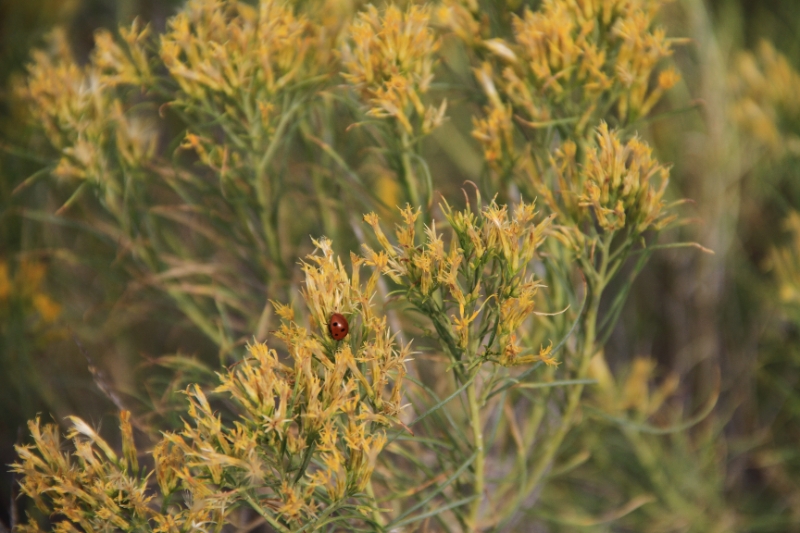 IMG_0823.JPG - Fine, I take pictures of bugs, too. 