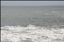 Hard to tell, but the dark mass sticking out of the water is a California Gray Whale