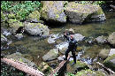 Joe hanging out in the creek. He likes nature
