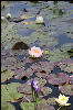 Lily pond at Frog's Leap
