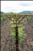 Symmetry, brought to you by the Califonia Wine Growers Association