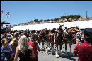 The Budweiser Clydesdales were there!