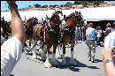 Those are some friggin' big horses!