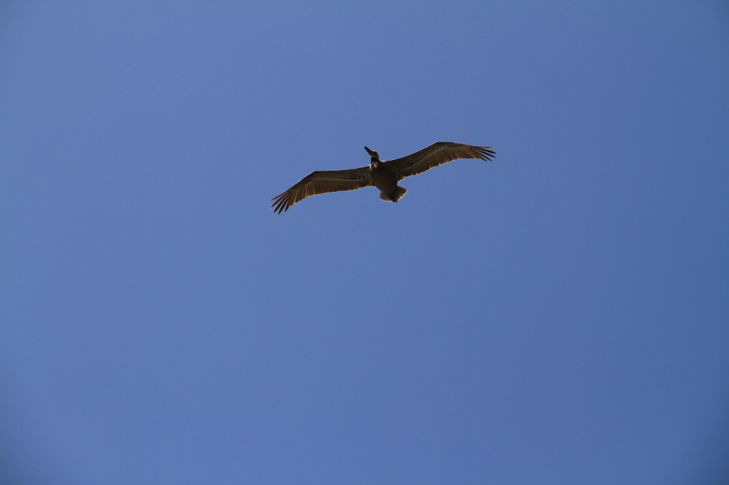 IMG_1266.JPG - Lots of pelicans flying around