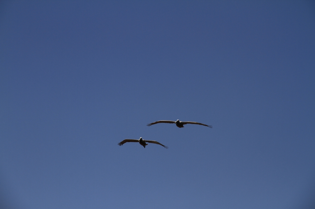 IMG_1276.JPG