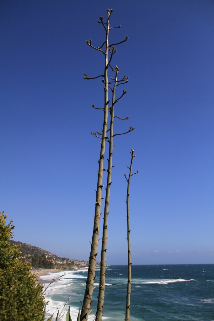IMG_1304.JPG - Someone should really trim the shrubs
