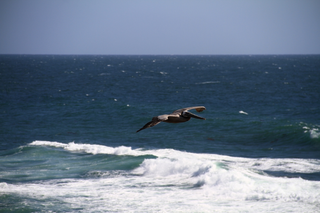 IMG_1366.JPG - More pelicans!