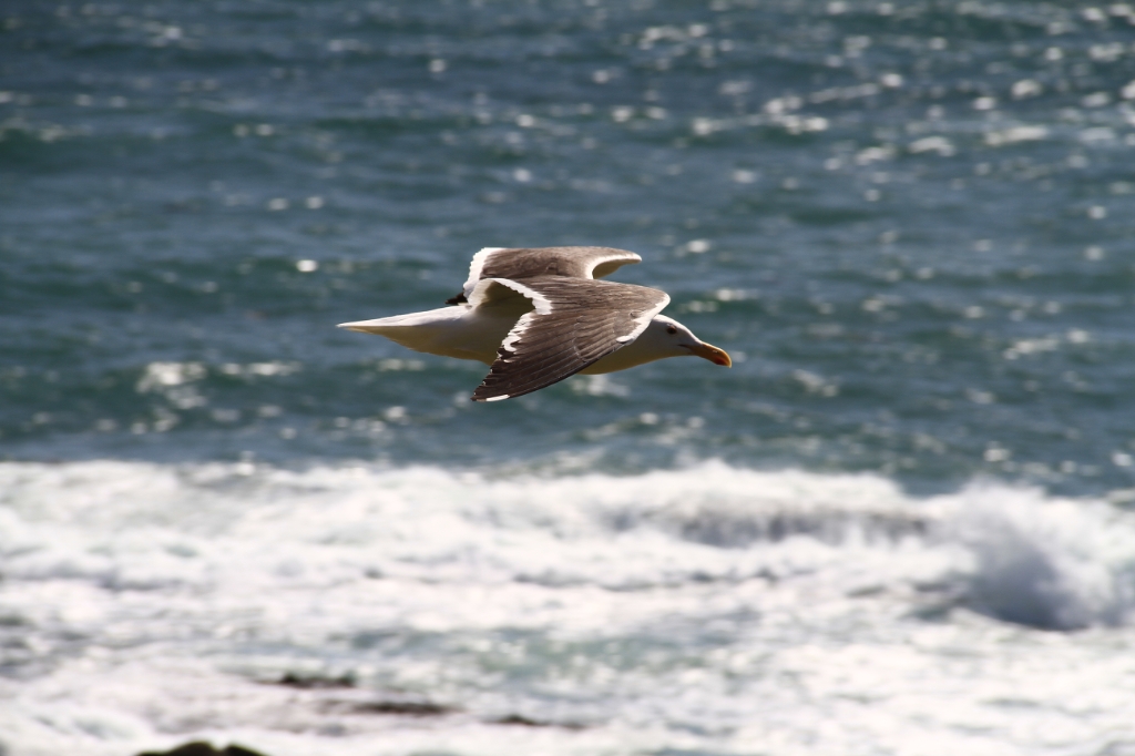 IMG_1430.JPG - Seagull