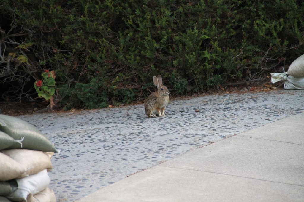 IMG_1735.JPG - This little guy was just hanging out in somebody's driveway.