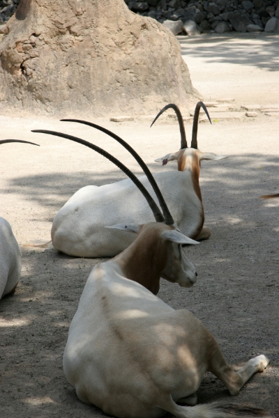 SME_0515.jpg