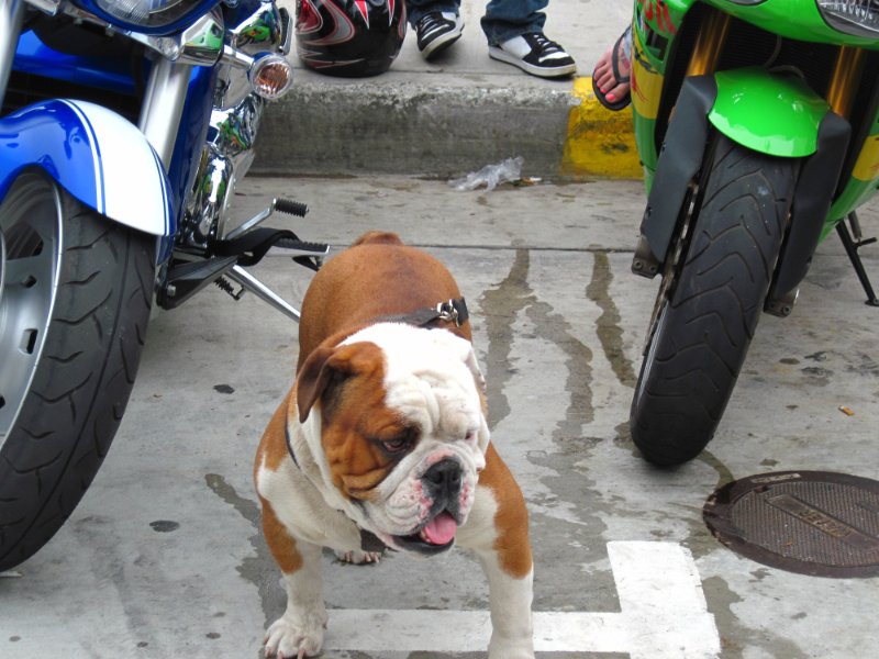 IMG_0410.JPG - This is how you guard your bikes