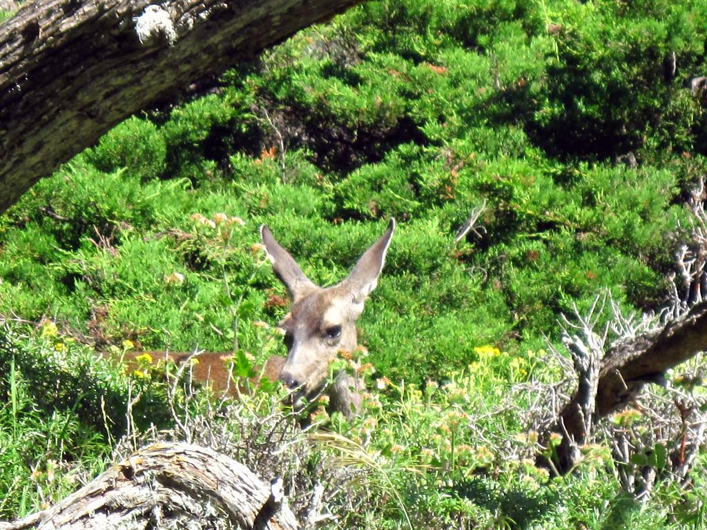 P10_0270.jpg - This was the doe. Her fawn got spooked and ran of into the bushes before I could gte a picture.