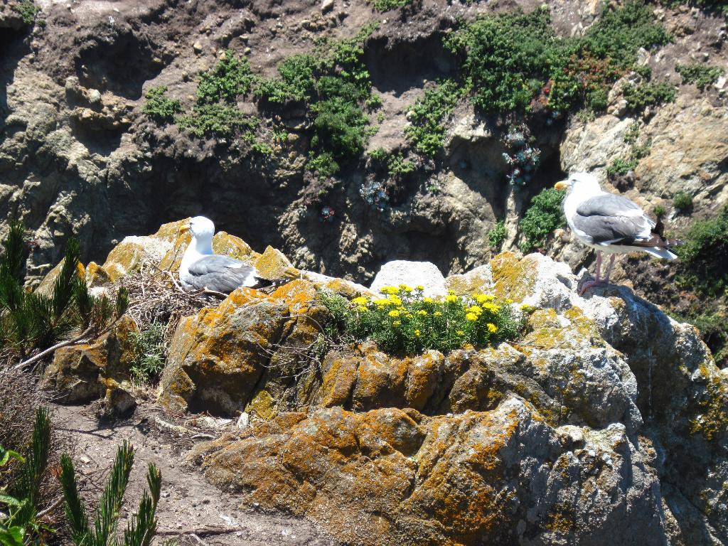 P10_0323.jpg - In case you were wondering why they called it Bird Rock.