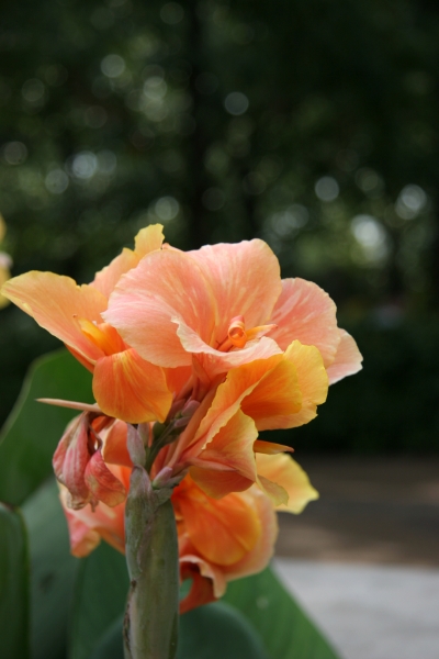 SSL_0749.jpg