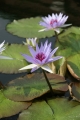 SSL_0766