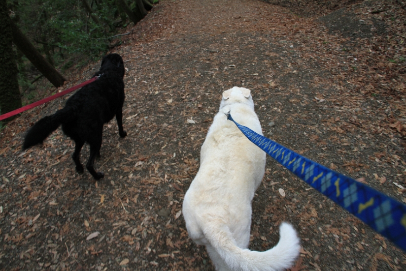 IMG_5696.JPG - Leading the way